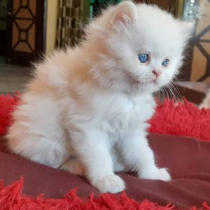 Riverview Persian Kittens Home