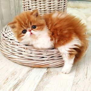 Buy Persian Kittens from Riverview Persian Kittens Home