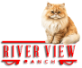 Riverview Persian Kittens Home